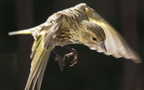 Pine Siskin Title