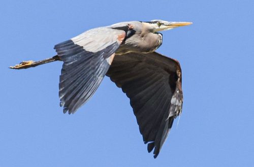 Great-Blue-Heron-4077-Crop