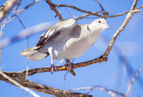 Ring-Neck-Dove-in-RiNo-0N5A0662-B