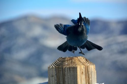 Stellars Jay Landing