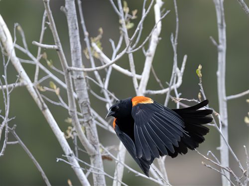 enlarge-0N5A3956-enlarge