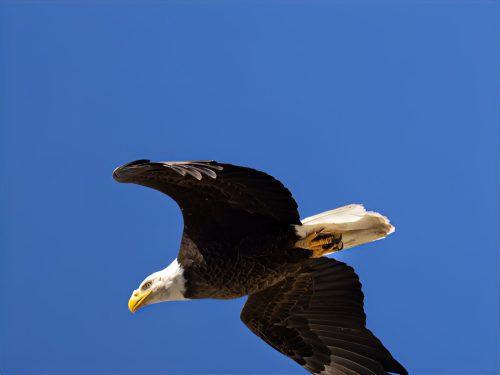enlarge-0N5A4086-Bald-Eagle-enlarge-2x